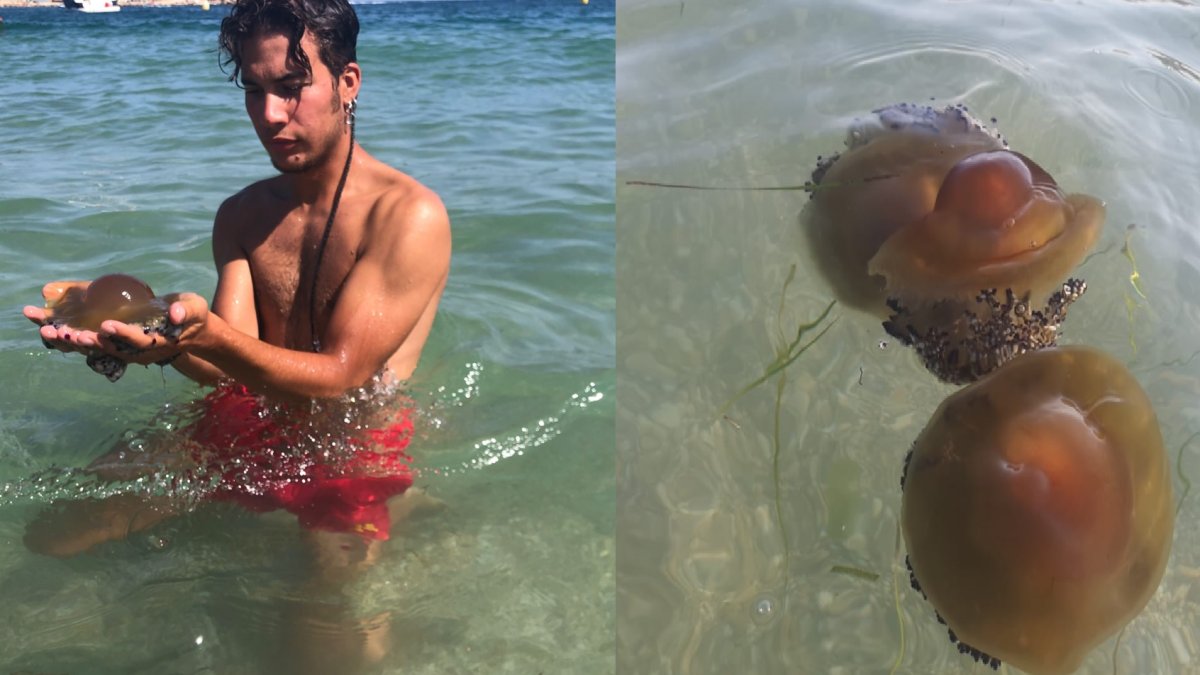 La Cotylorhiza tuberculata, o medusa \'huevo frito\' usa el veneno contra sus depredadores.