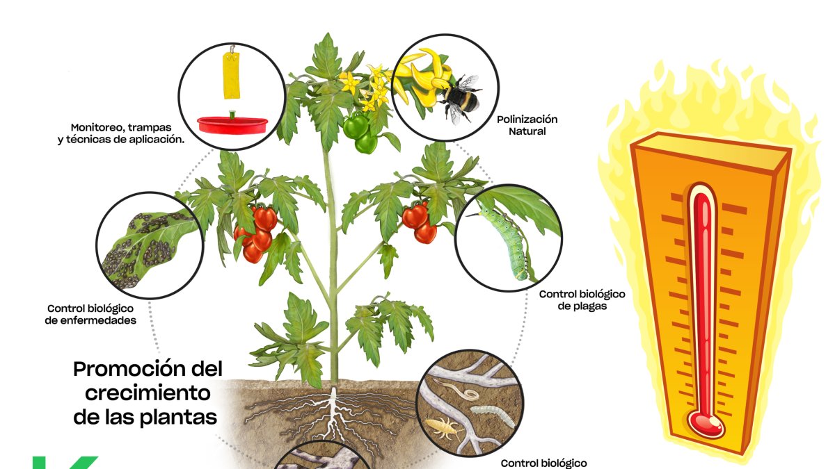 koppert biocontrol ola de calor