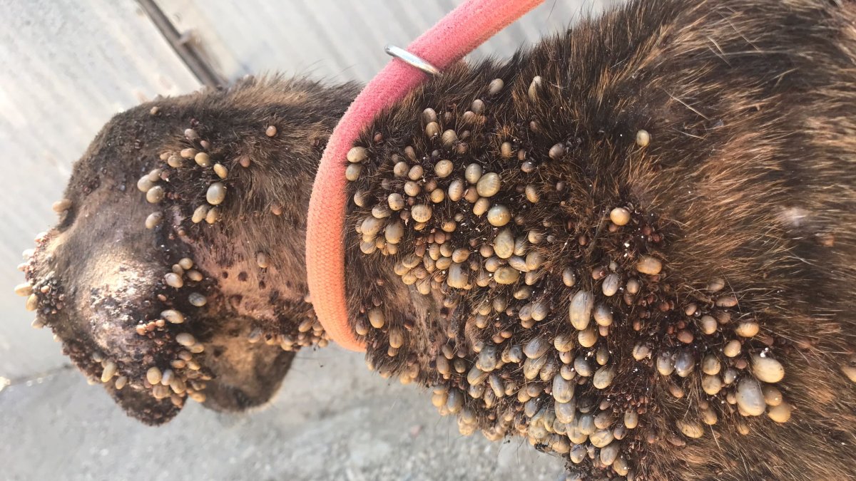 Uno de los perros rescatados.