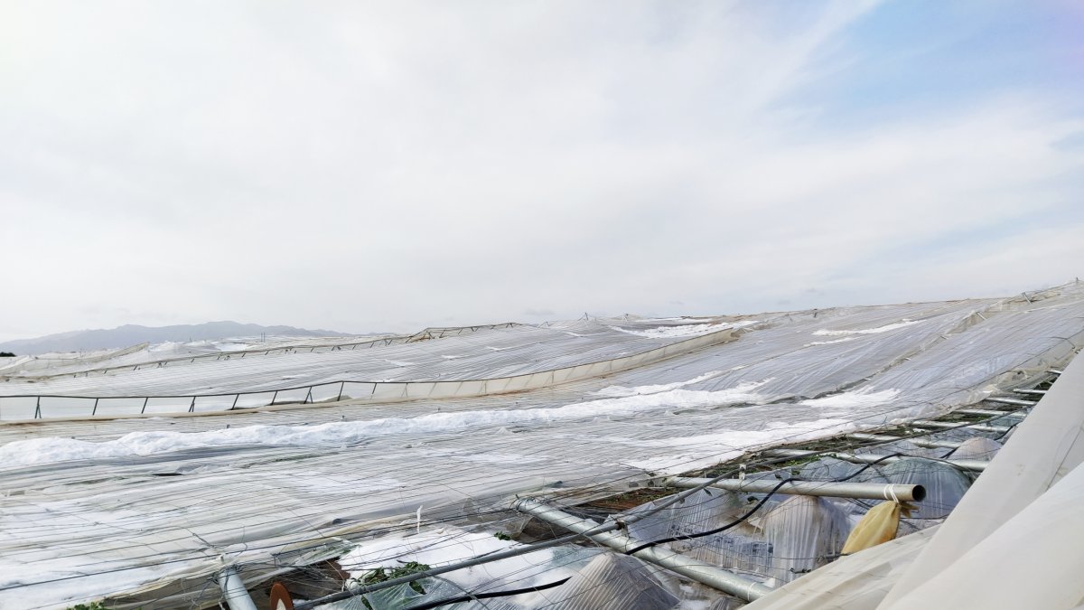 Las DANA\'s suelen provocar daños en los invernaderos durante el otoño