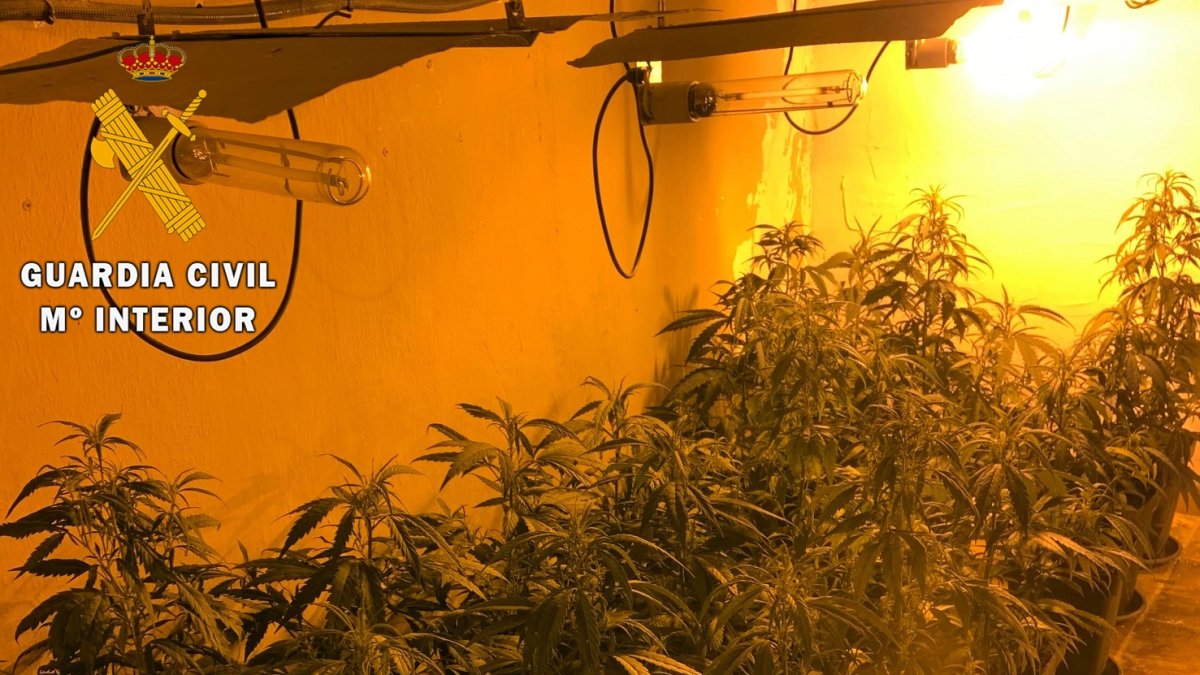 Marihuana hallada en una de las viviendas.