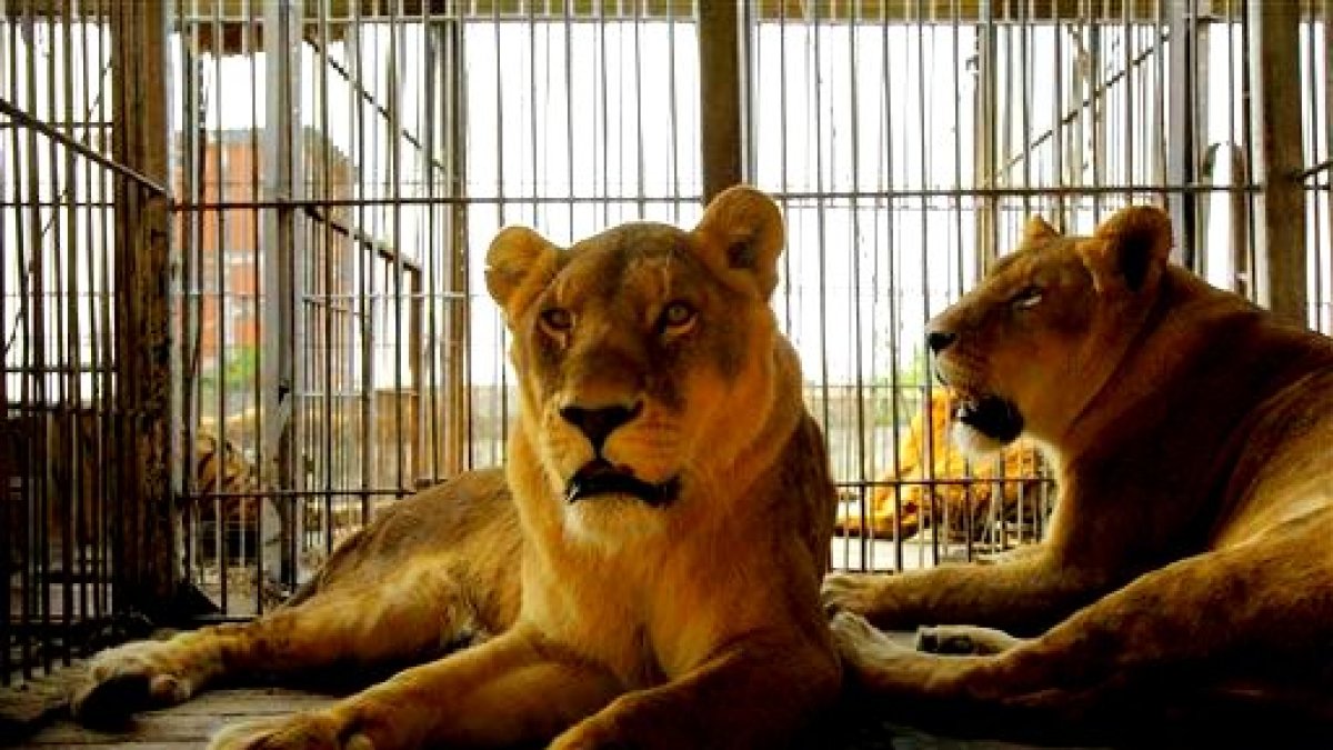 Tres leones sembraron el pánico en El Zapillo en 1973.