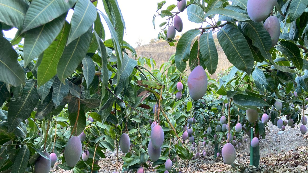 Campaña mango nacional 2022