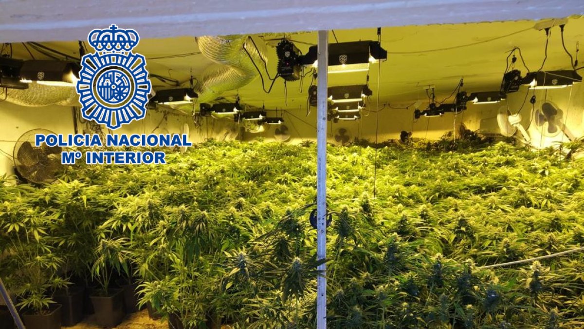 Plantación hallada en El Ejido.