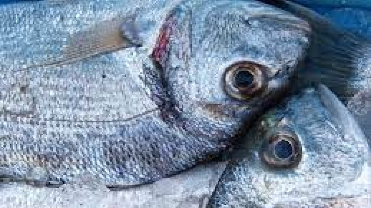 Dorada para el almuerzo del martes.