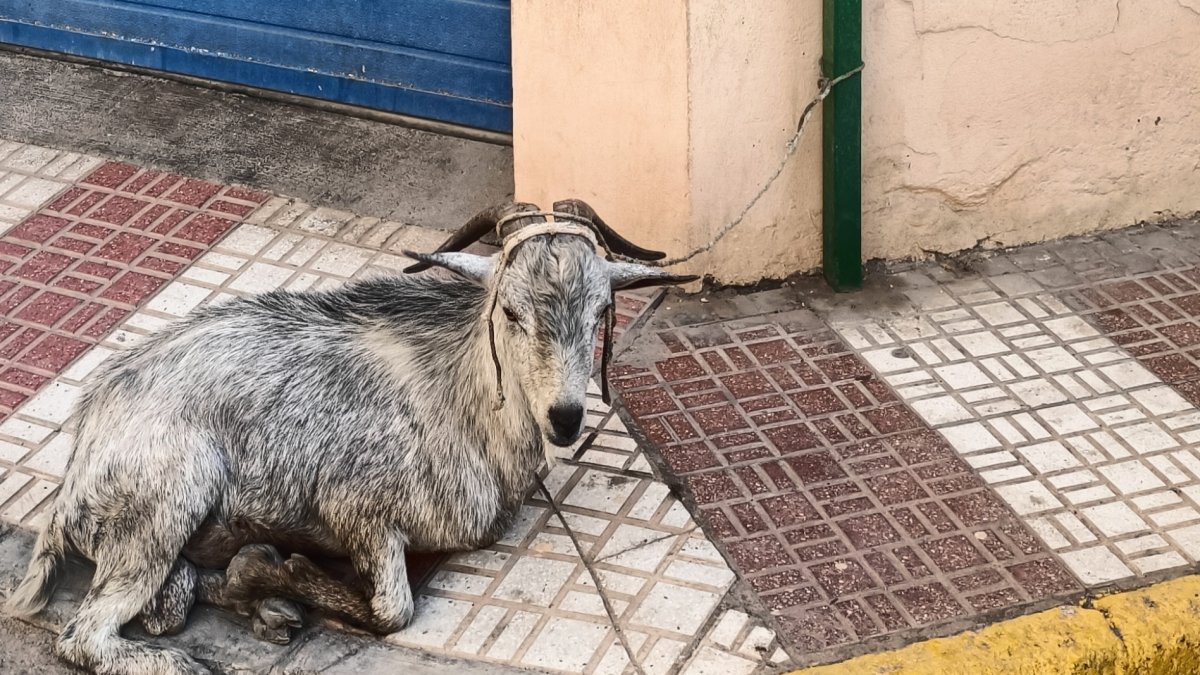 La cabra atada a una señal en una calle de Adra.