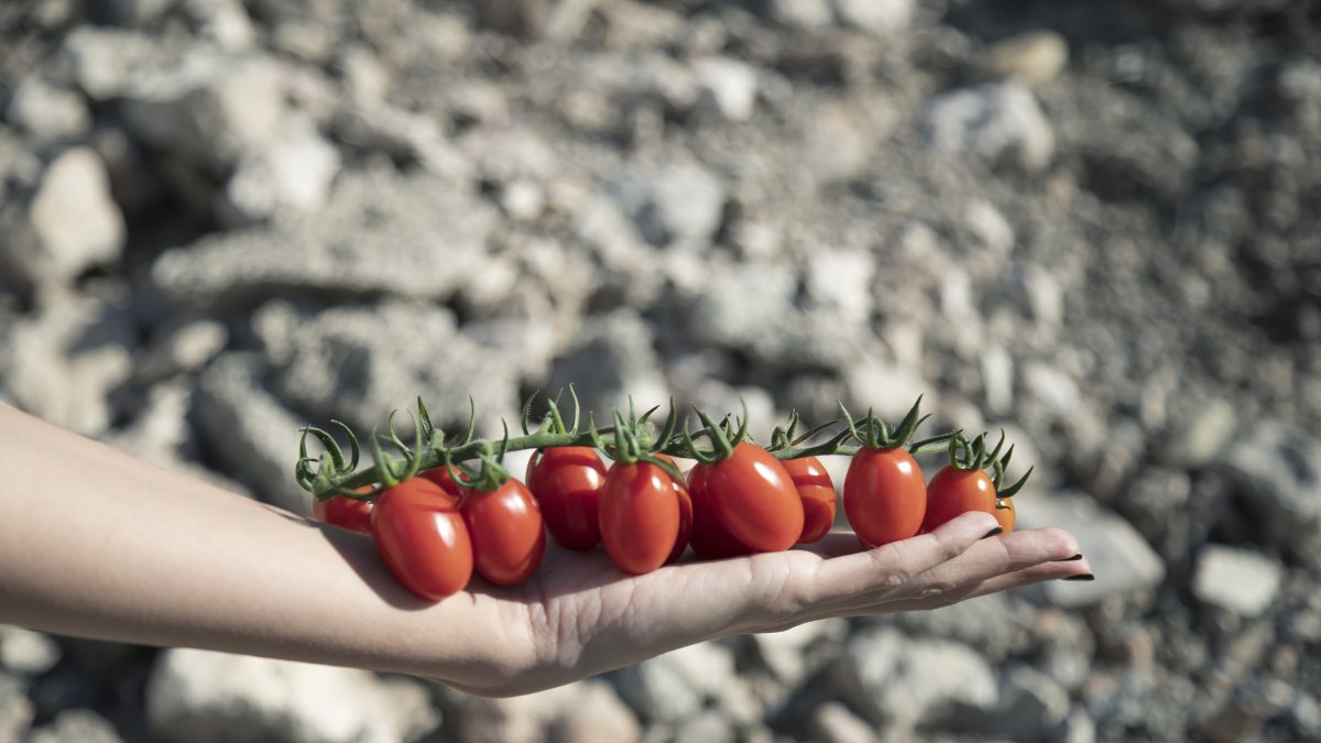 Karamel Rome de Keops Agro