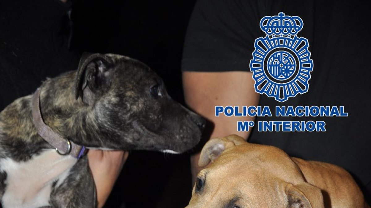 Perros localizados. CNP