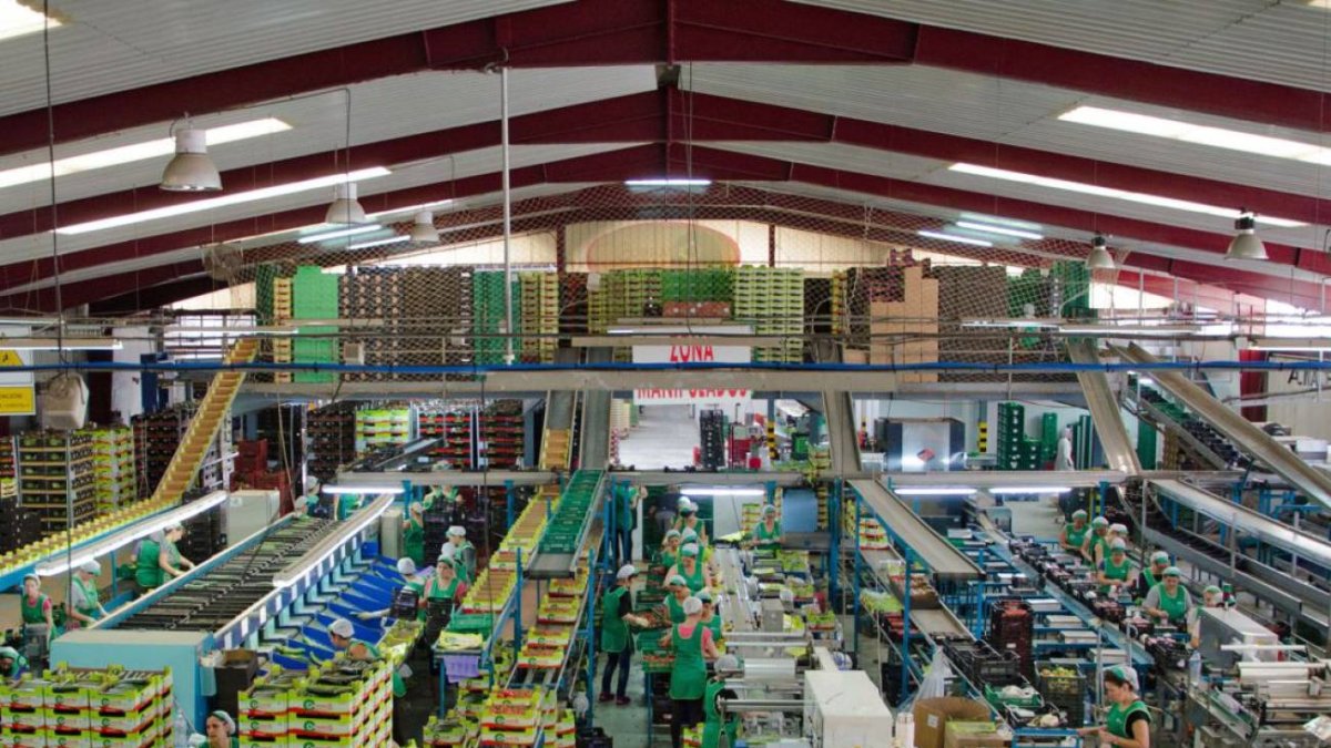 Trabajo de confección en una cooperativa almeriense.