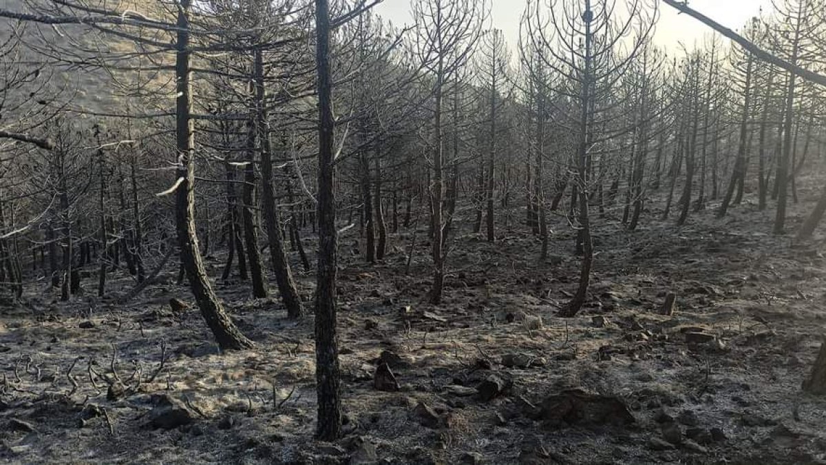 Una imagen de cómo quedó la zona tras el paso de las llamas en la Sierra de Gádor este lunes.