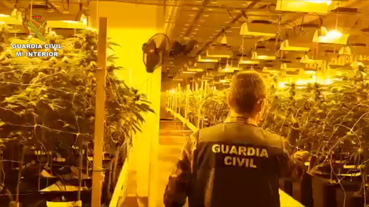 La operación Pinarel ha desmantelado una importante organización criminal.