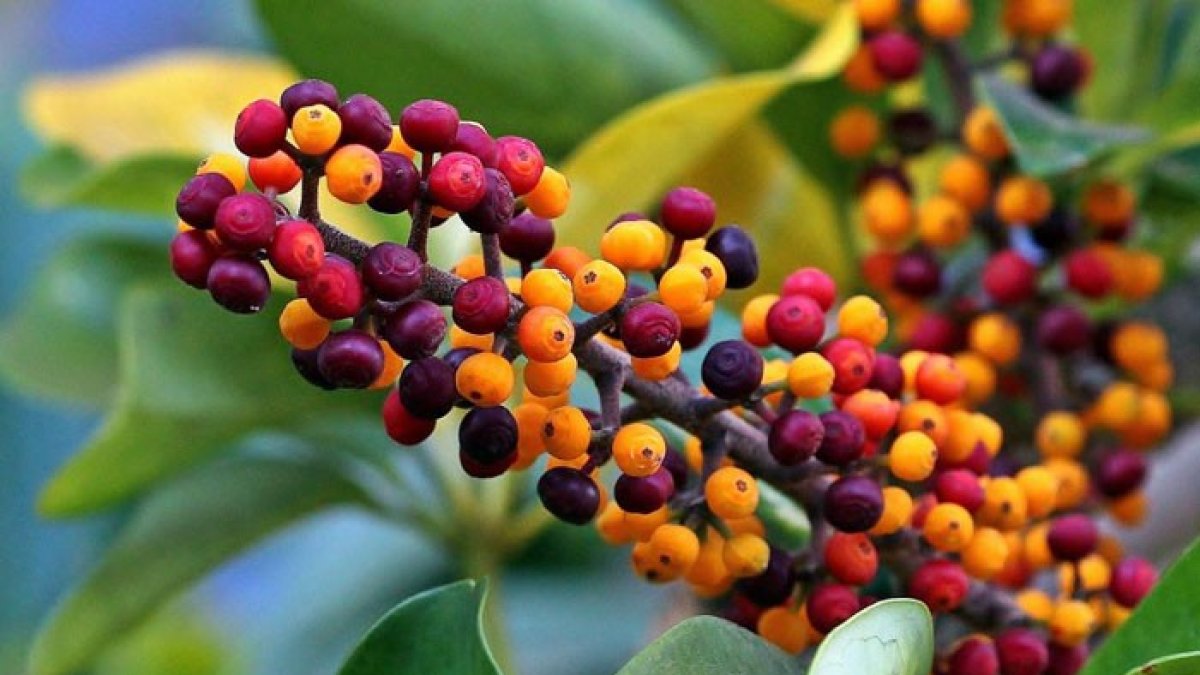 Planta \'schefflera arboricola\'.