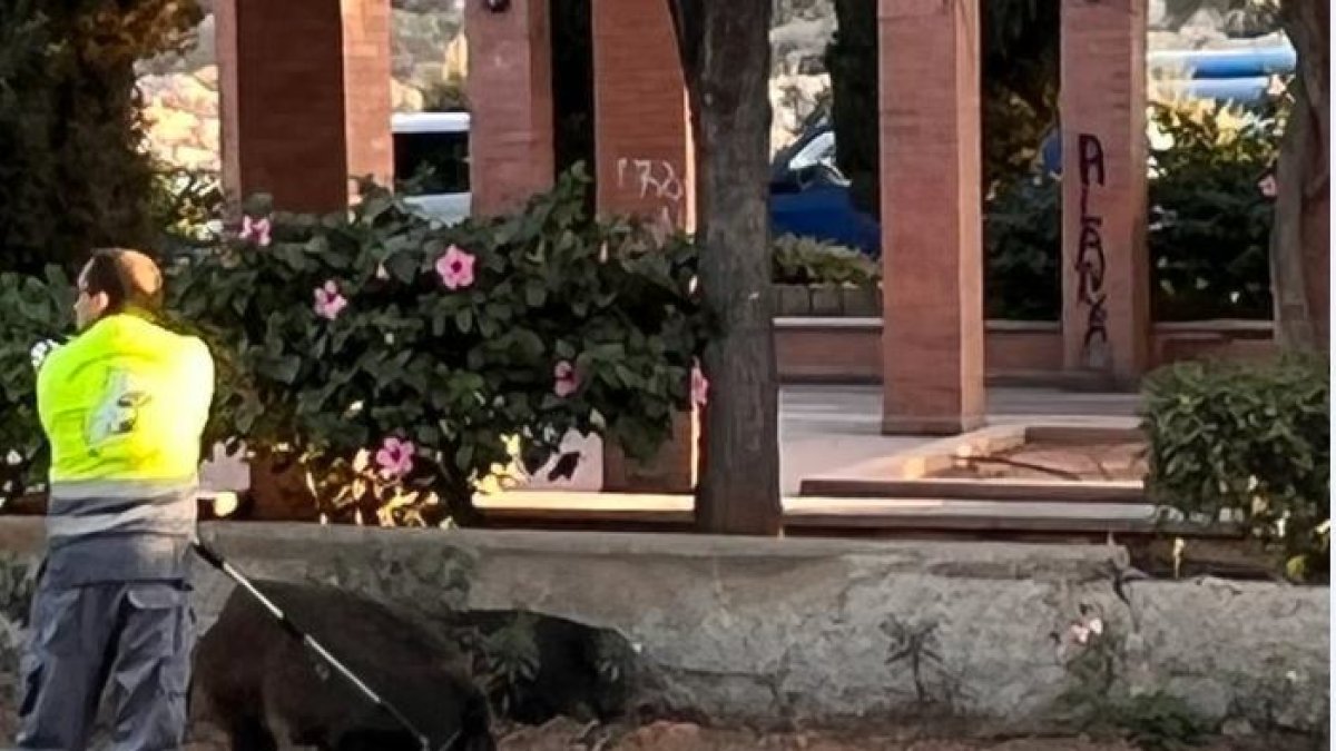 Dos jabalíes este jueves en la Rambla de Almería. /Foto: Paqui García