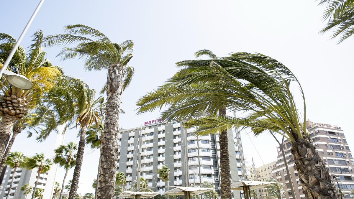 Palmeras azotadas por el viento