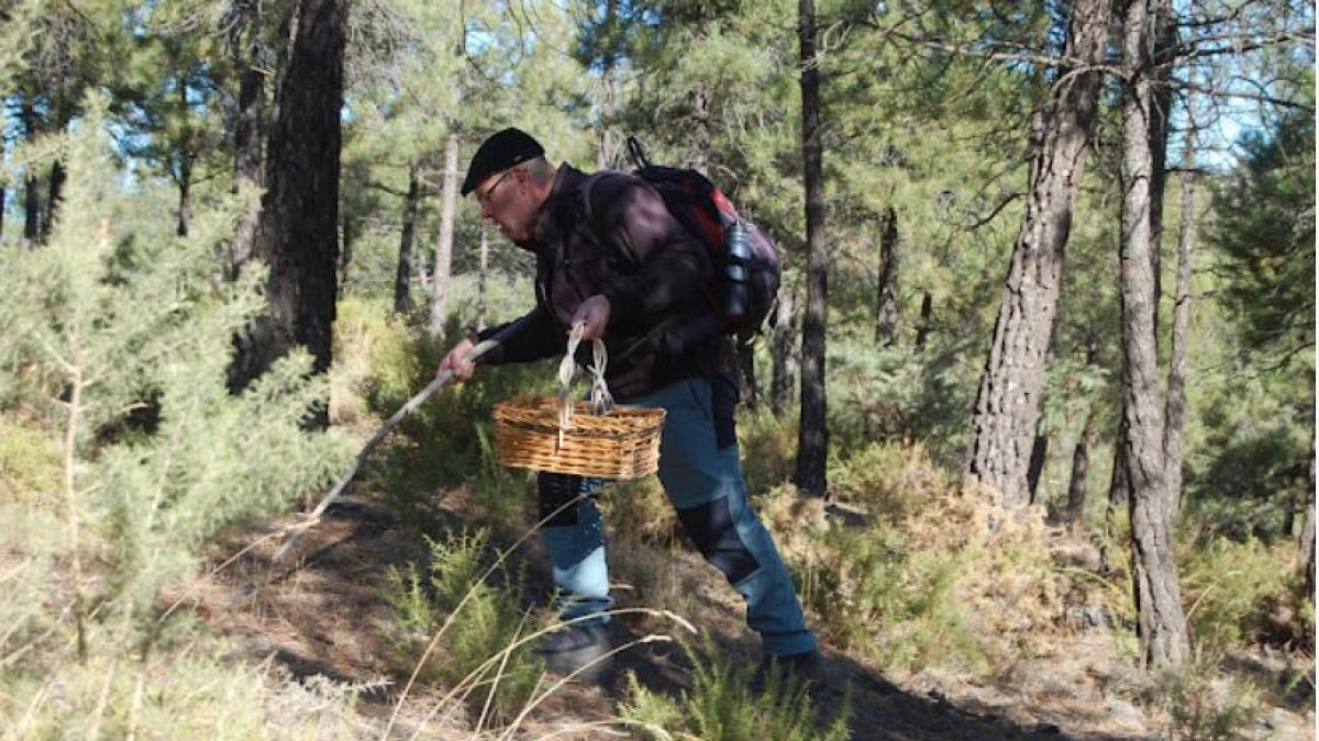 Imagen de las Jornadas Micológicas Abulenses de 2021.