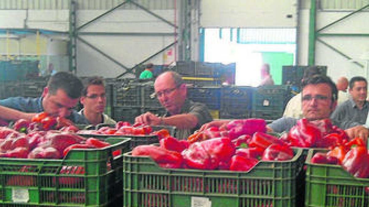 Actividad en un almacén hortícola almeriense.