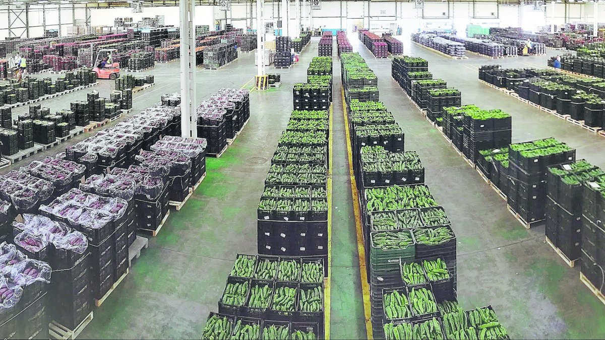 Almería se prepara para una campaña que algunos ya auguran que puede ser “histórica” por los altos precios.