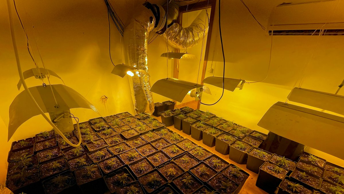 Plantación intervenida en Abla.