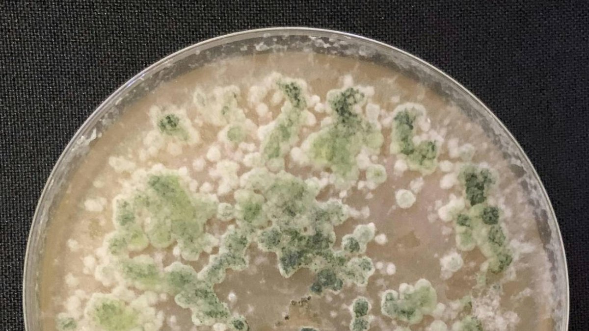 Trichorderma se reconoce muy fácilmente en la placa Petri porque es muy particular, de color muy verde y con una gran plasticidad morfológica. / L