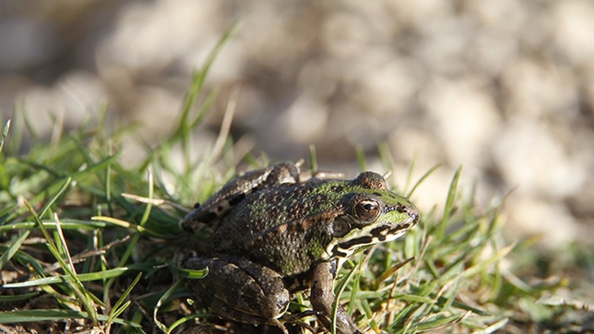 Adulto de rana común, Pelophylax perezi/ F. J. Zamora