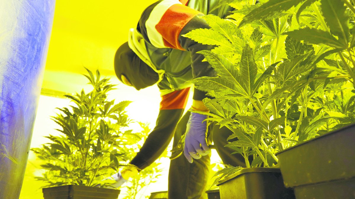 Un agente inspecciona un cultivo ilegal de marihuana en la provincia de Almería