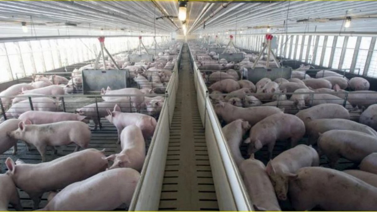 Imagen de archivo de una explotación porcina.