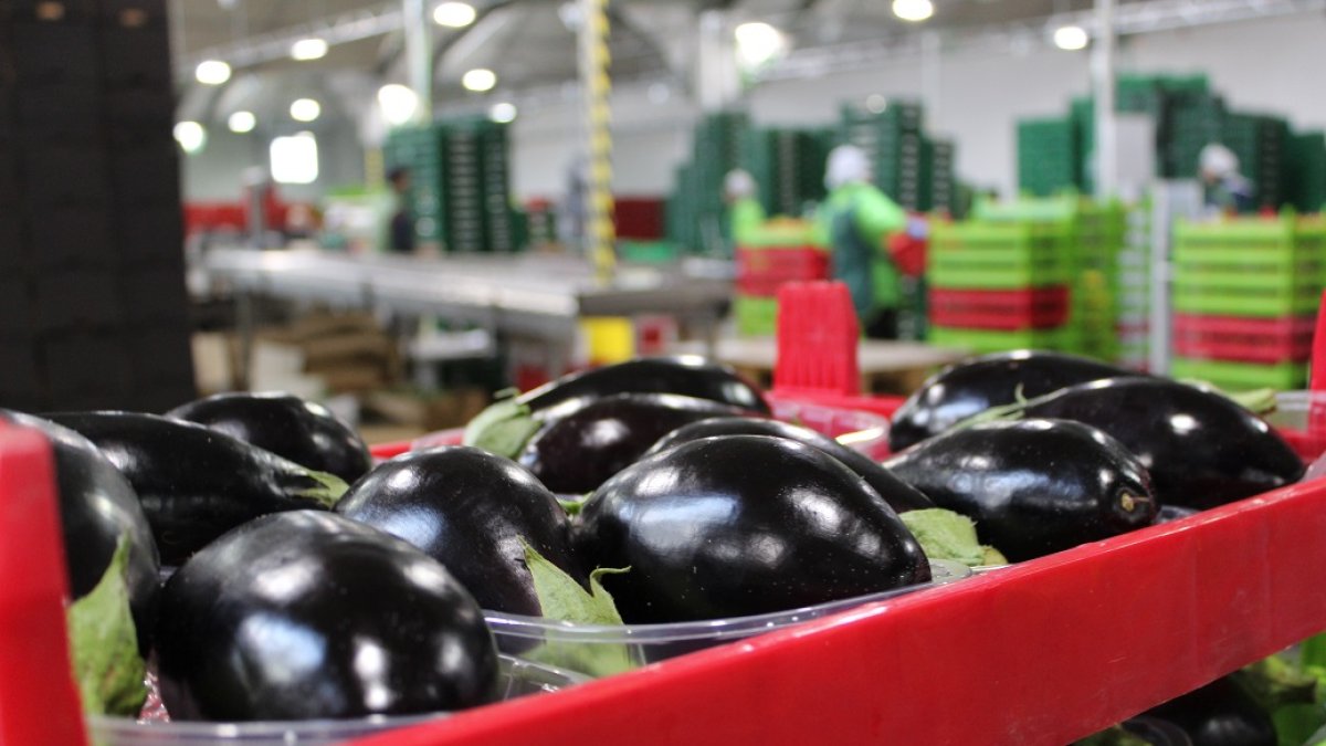La berenjena está alcanzando precios superiores a los dos euros por kilo