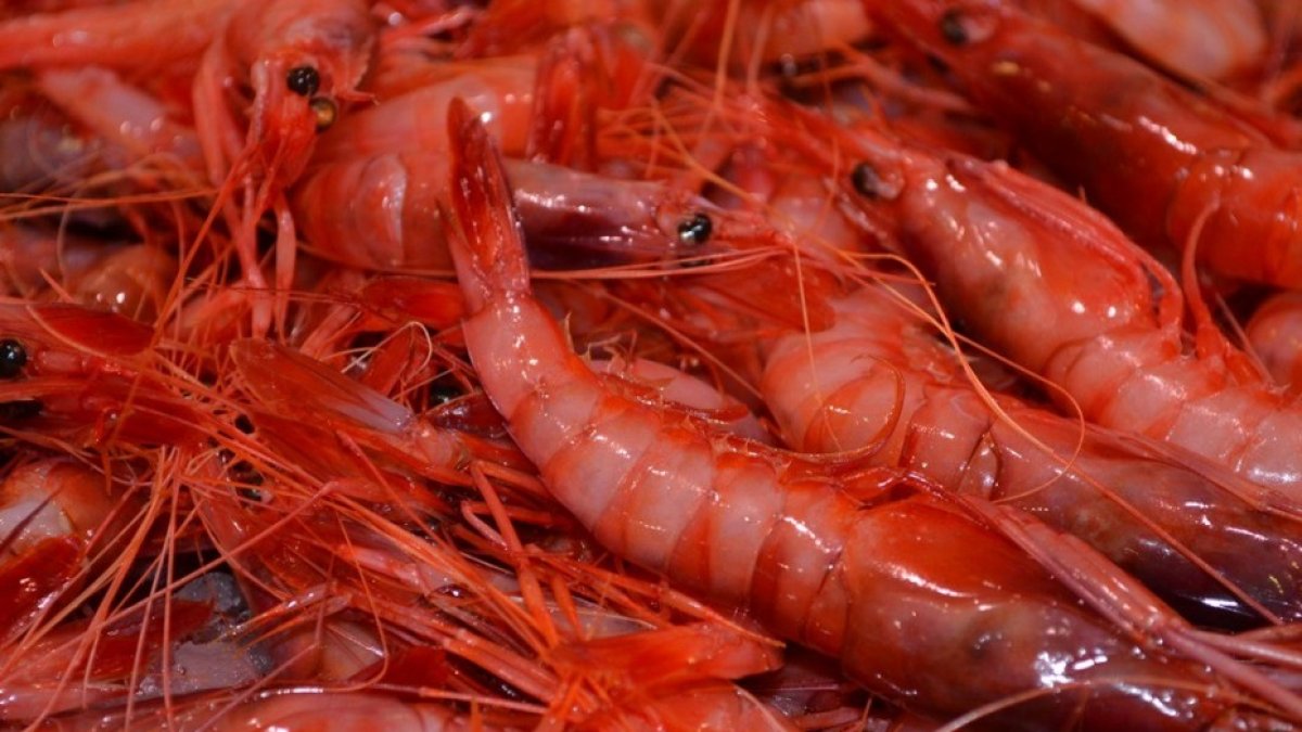 Gamba roja de Garrucha.