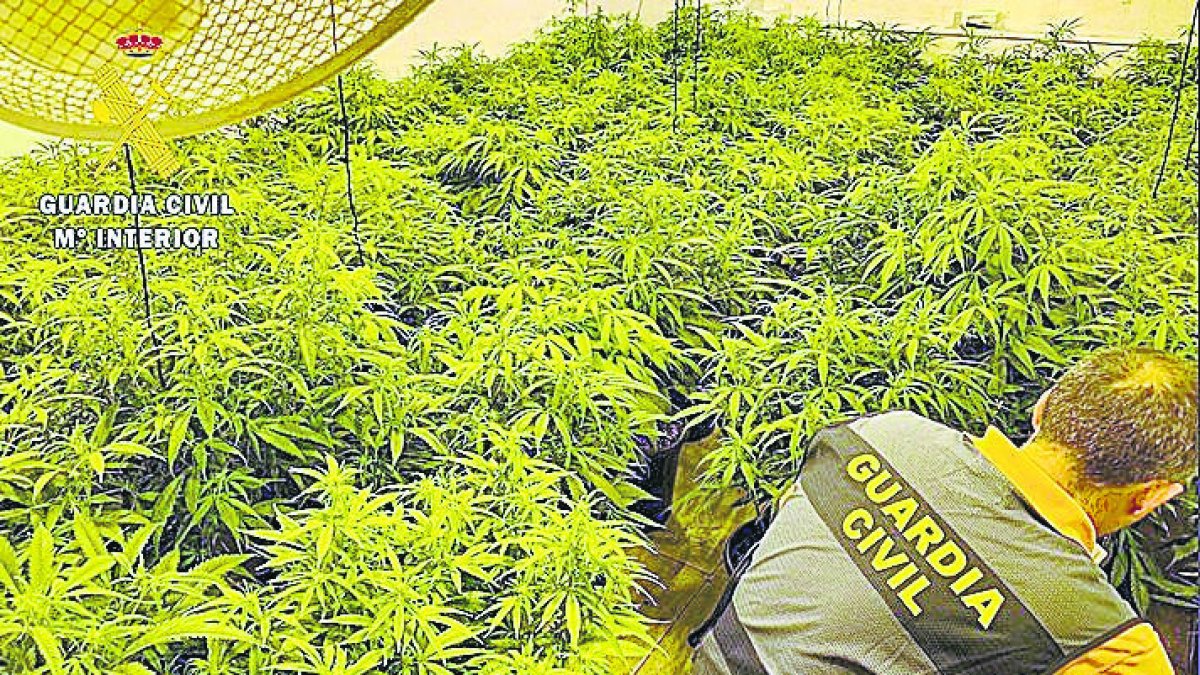 Plantación decomisada.