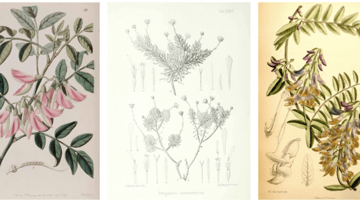 Ilustraciones botánicas de especies de plantas extintas / CSIC
