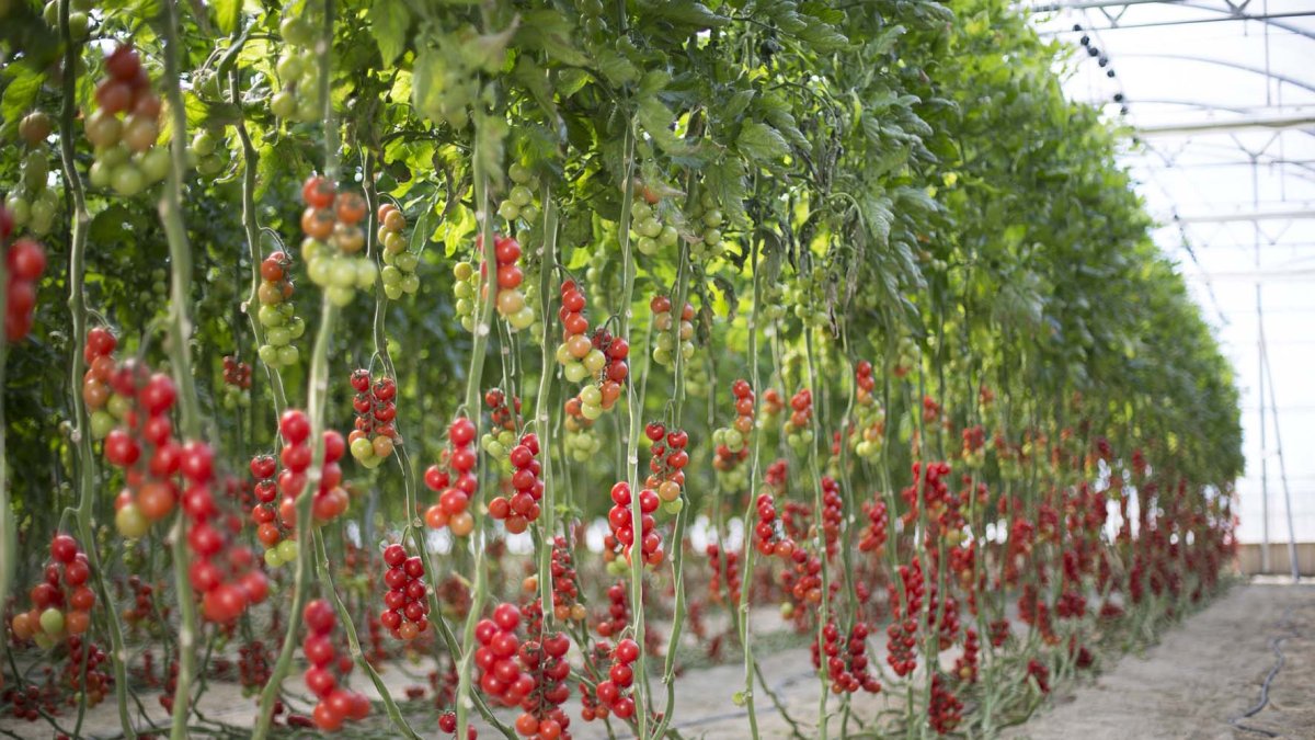 Una de las fincas piloto donde se desarrolan las investigaciones