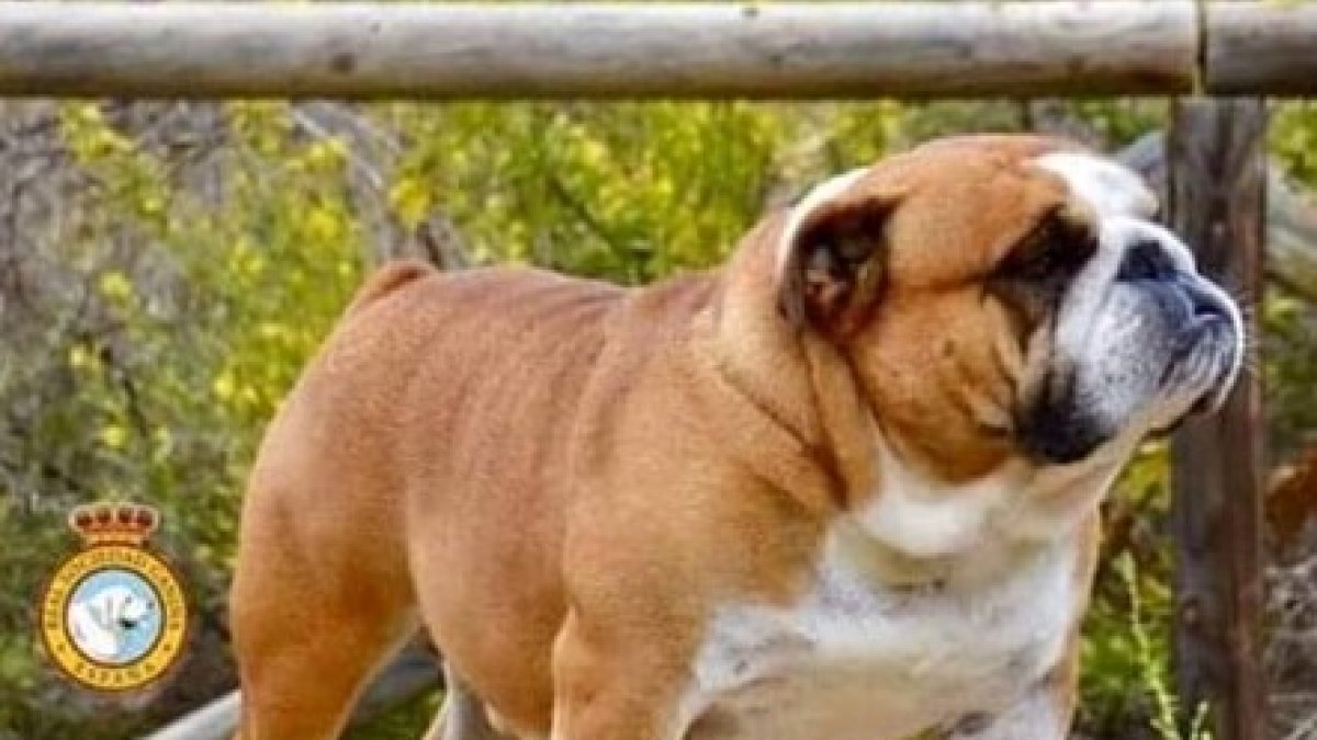 Detalle del cartel del concurso canino que se celebrará en Antas este fin de semana.