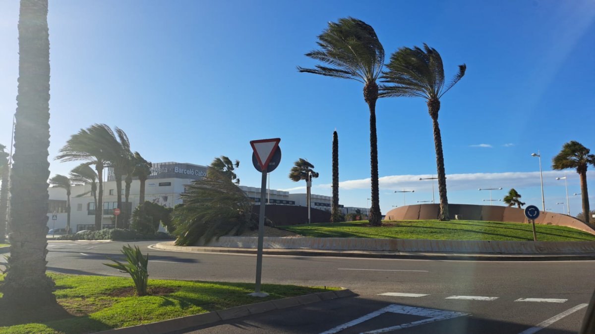 Una palmera se cae en una rotonda de El Toyo.