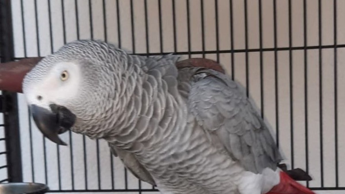 El yaco de cola roja pulpileño ya está en casa.