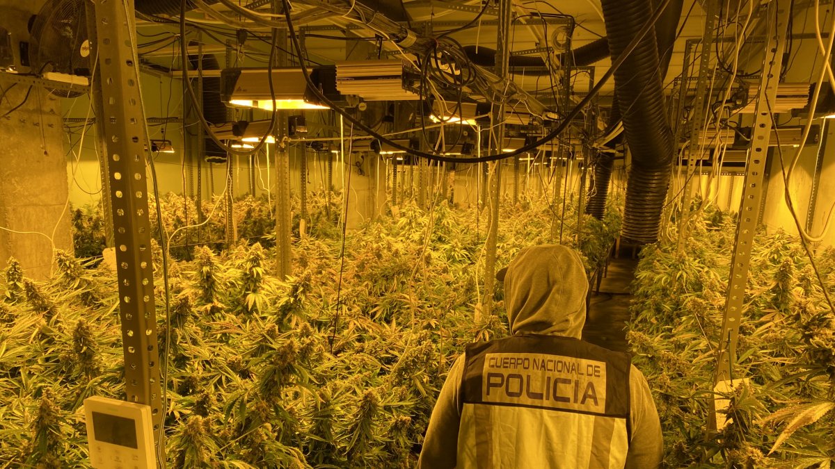 Un agente con parte de la marihuana intervenida.