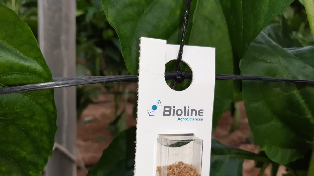 Colocación blíster