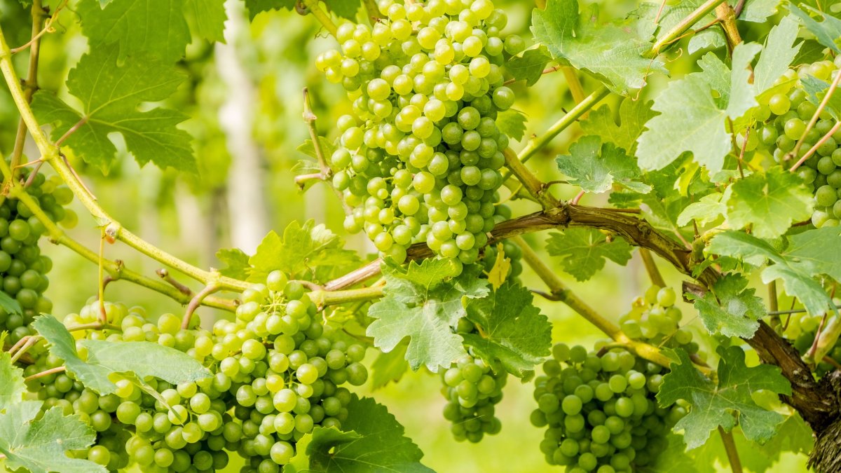 El equipo ha confirmado la capacidad de ciertos residuos agrícolas, como los de la uva, para la absorción de metales en aguas