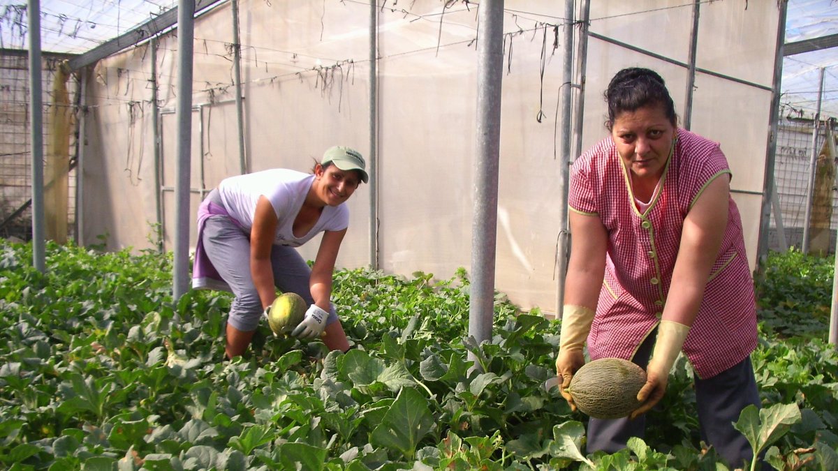 Un alto porcentaje de trabajadores del campo almeriense cobra el Salario Mínimo.
