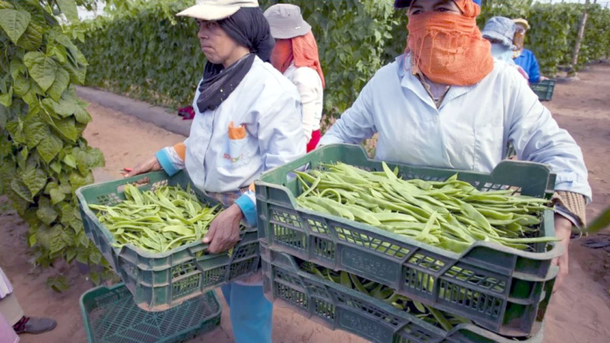 Cultivo de  judía verde en invernaderos marroquíes, un producto casi perdido en el agro almeriense.