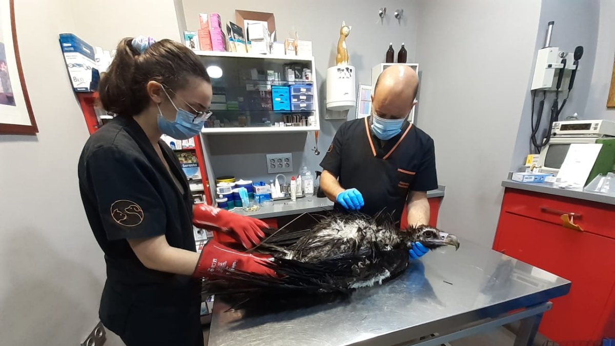 El buitre negro liberado es una hembra bautizada como Fauna.