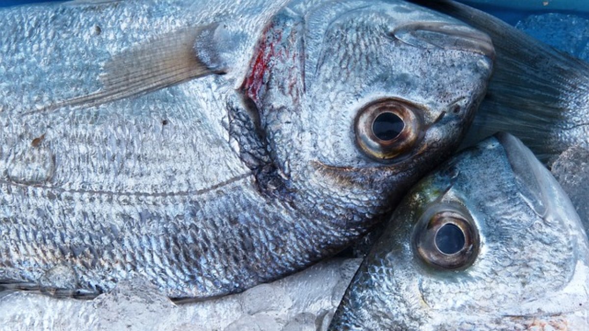Dorada para el almuerzo de hoy.
