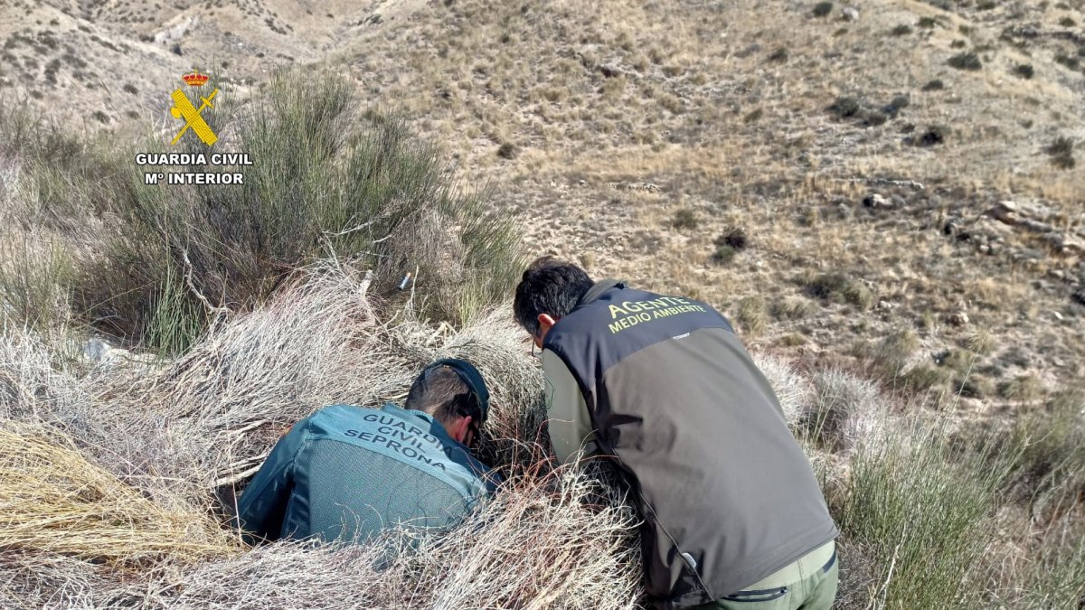 Agentes de la Guardia Civil durante la investigación de la muerte del águila.