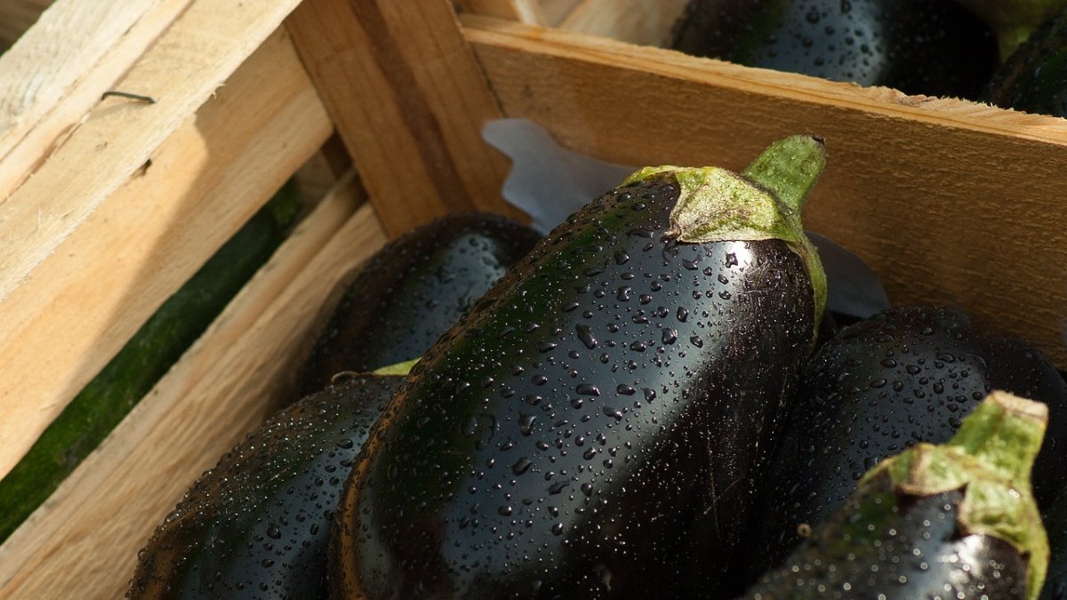 Berenjenas para hacer minipizzas.