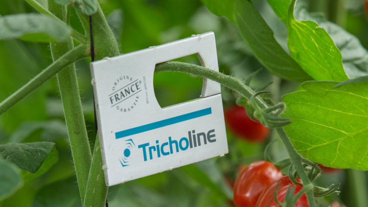 Tricholine TA