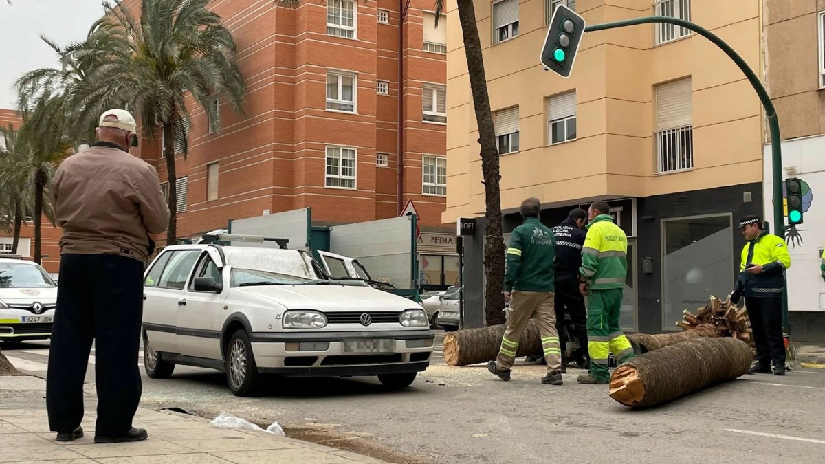 El fuerte viento provocó la fatal caída de la palmera.