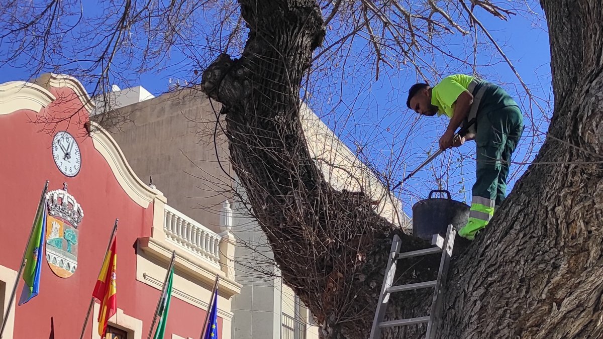Trabajos de mejora del olmo que preside la plaza del Ayuntamiento de Viator
