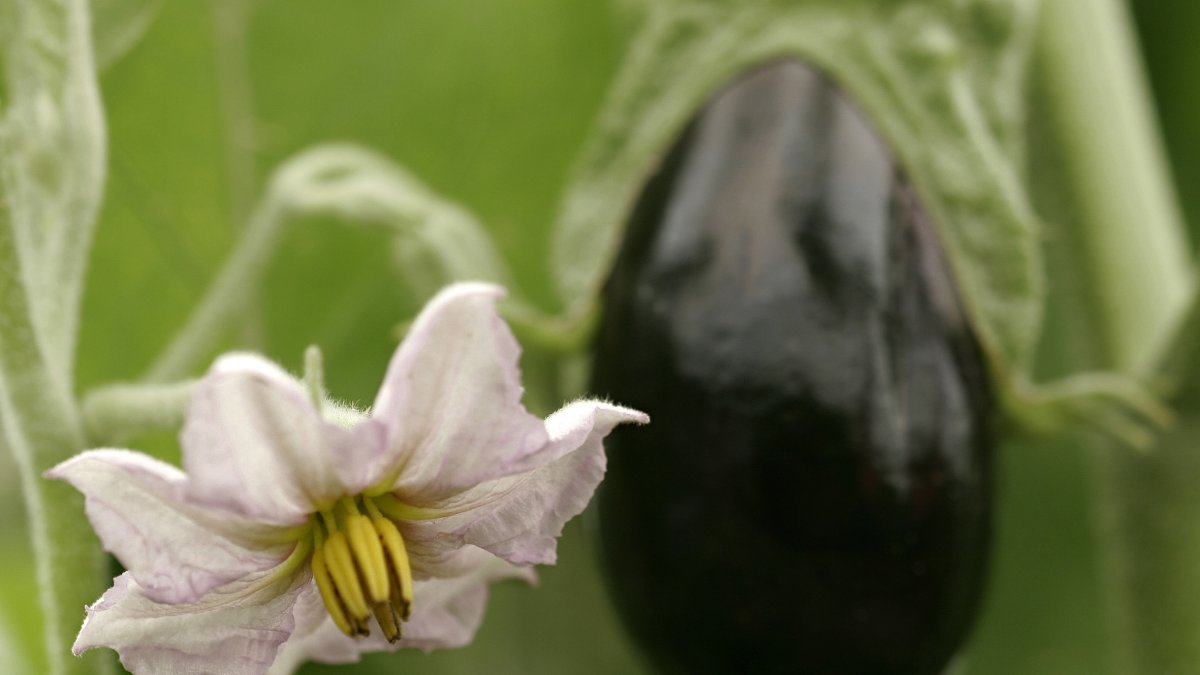 Berenjena