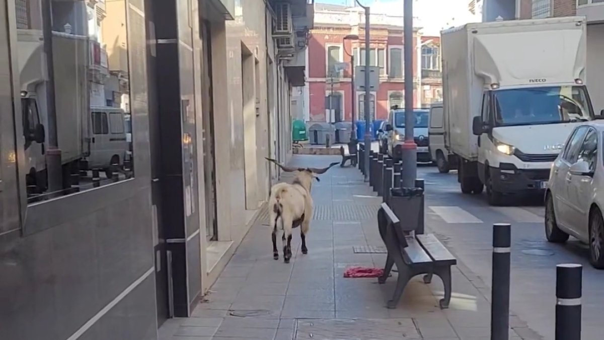 La cabra por una calle de Adra.
