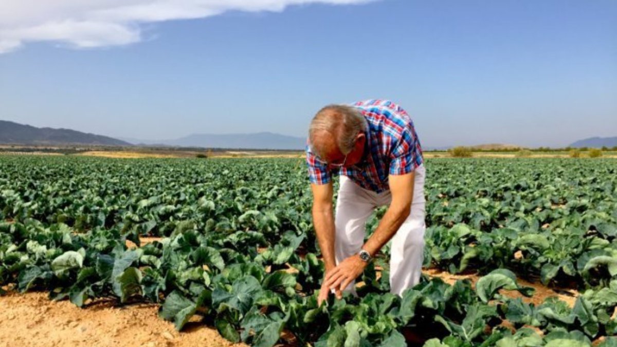 Un productor de coliflor en el campo de Palomares