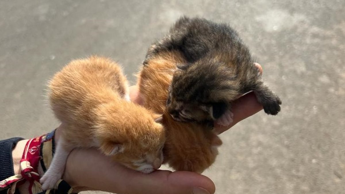 Tres de los gatos recién nacidos abandonados en San Agustín.